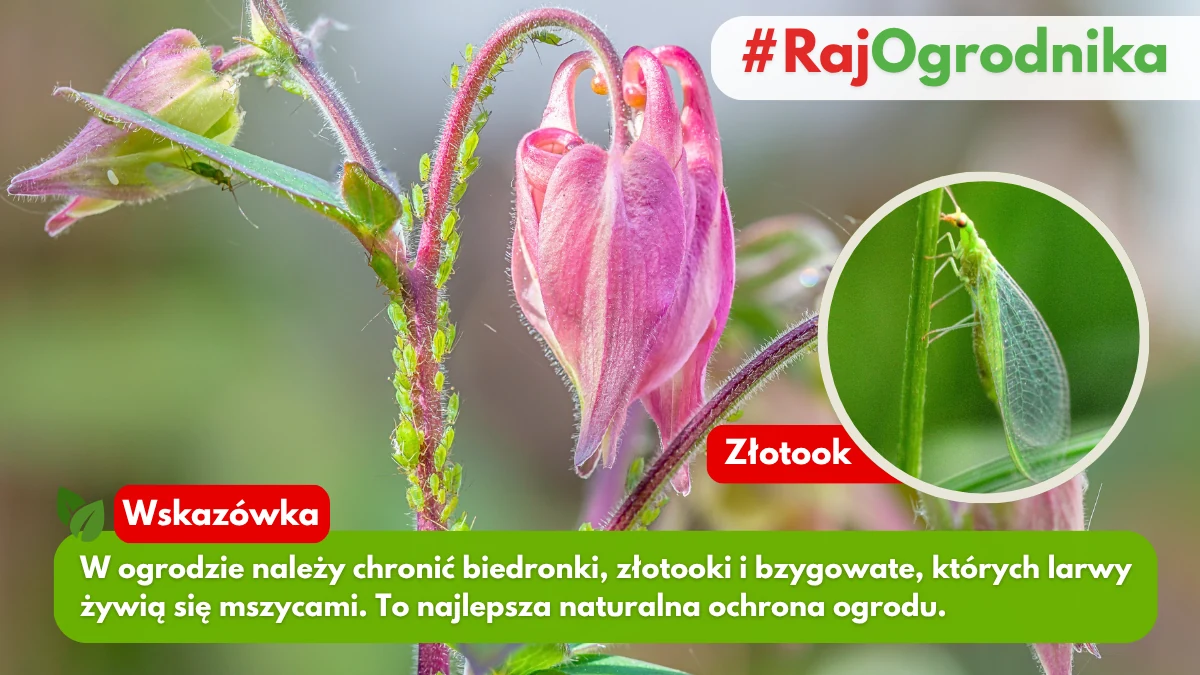 Jak się pozbyć mszyć z ogrodu blog sklep rajogrodnika
